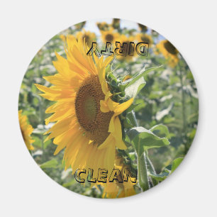 Italiensk solros magnet
