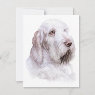 Italiensk Spinone Italiano Inbjudningar
