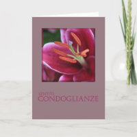 Italiensk sympati Rosa Lila Lily