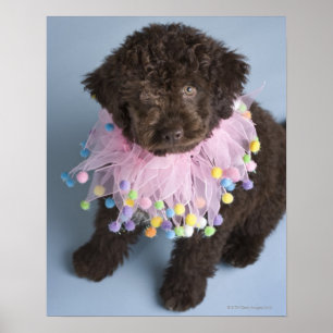 Italiensk valp för vattenhund (Lagotto) Poster
