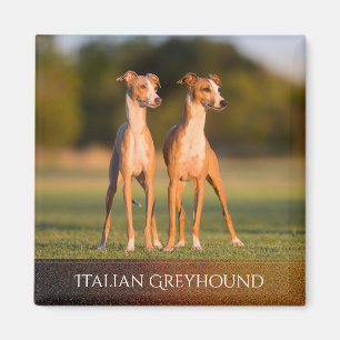 Italiensk vinthundmagnet magnet