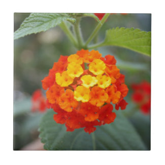 Italienska blommor kakelplatta