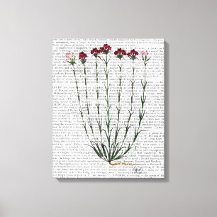 Italienska carnation 4 canvastryck