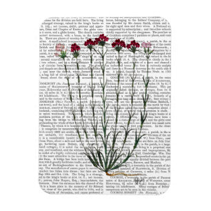 Italienska carnation 4 magnet