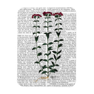 Italienska carnation 6 magnet