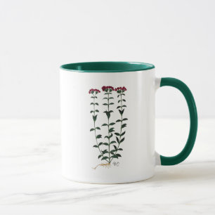 Italienska carnation 6 mugg