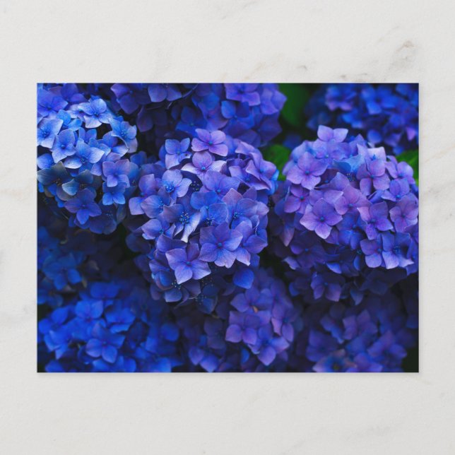 Italienska Deep Blue Hydrangeas Vykort (Framsida)