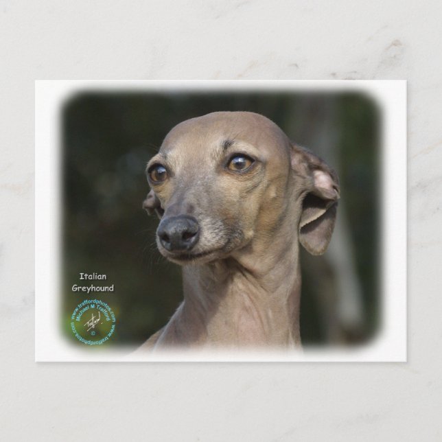 Italienska Greyhound 9K74D-11 Vykort (Framsida)