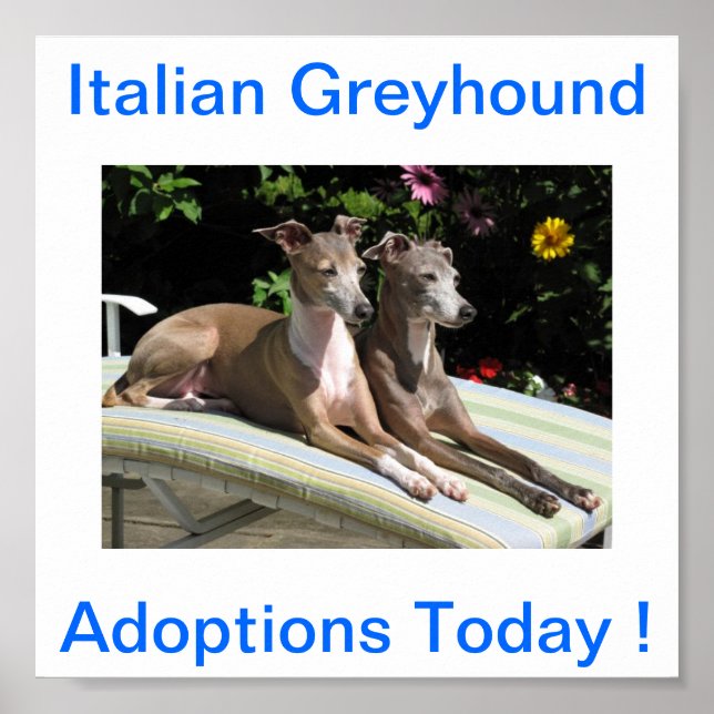 Italienska Greyhound-adoptioner i dag - tecken Poster (Framsidan)