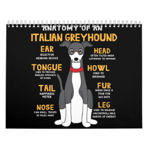 Italienska Greyhound Anatomy Rolig hund Mamma Papp Kalender