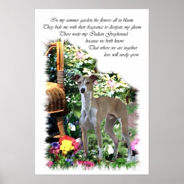 Italienska Greyhound Art-utskrift Poster (Framsidan)