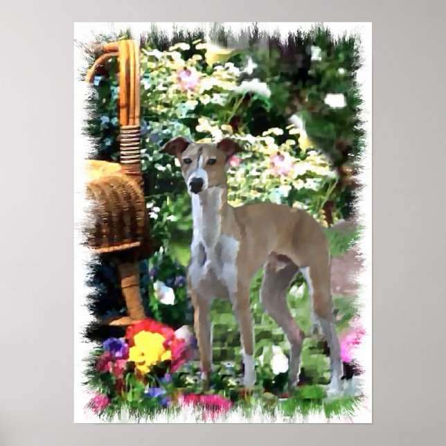 Italienska Greyhound Art-utskrift Poster (Framsidan)