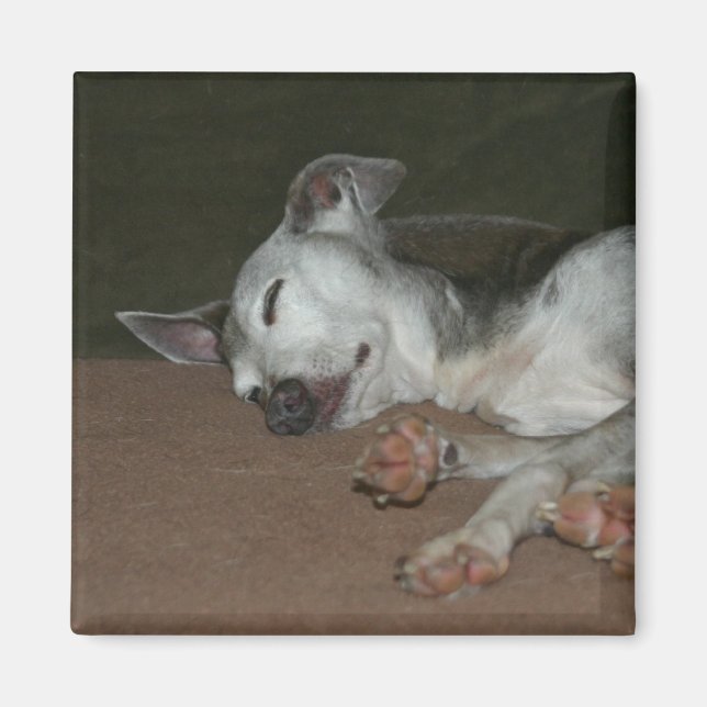 Italienska Greyhound Magnet - ’Max’ (Framsidan)