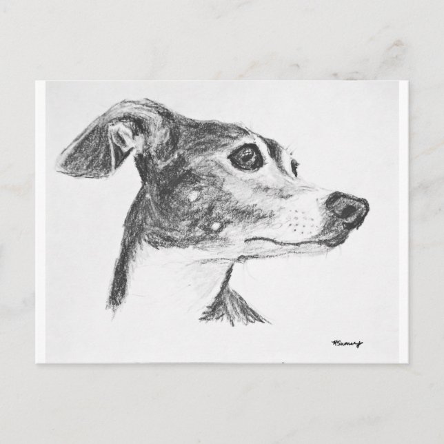 Italienska Greyhound Sketch Vykort (Framsida)