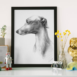 Italienska Greyhound-vitboken hund porträtt teckni Poster