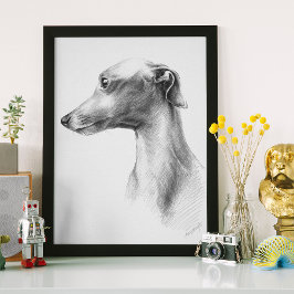 Italienska Greyhound-vitboken hund porträtt teckni Poster