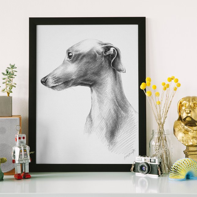 Italienska Greyhound-vitboken hund porträtt teckni Poster (Skapare uppladdad)