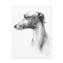 Italienska Greyhound Whibo hund art