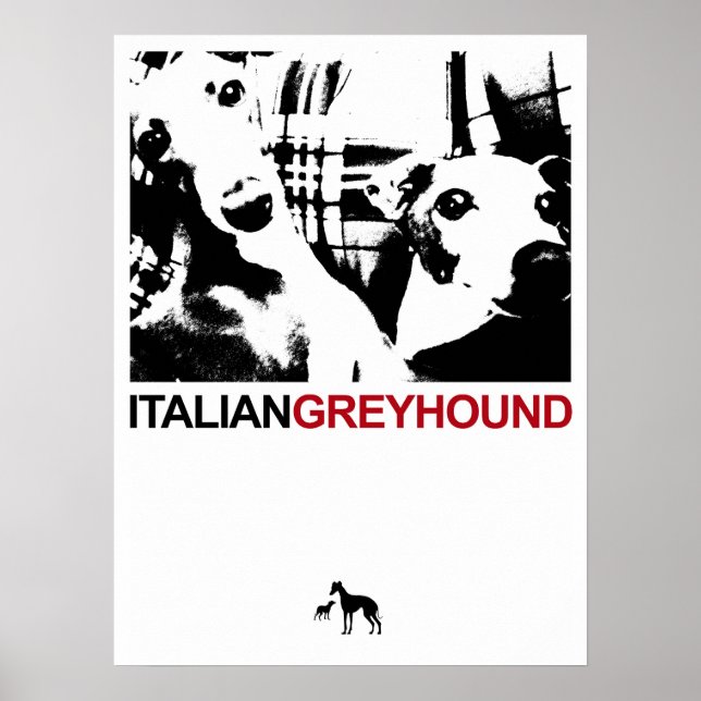 Italienska Greyhound White Poster (Framsidan)