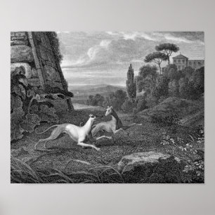 Italienska Greyhounds Hund Teckning Poster