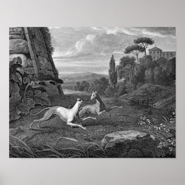 Italienska Greyhounds Hund Teckning Poster (Framsidan)