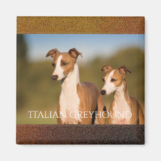 Italienska Greyhounds Magnet