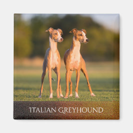 Italienska Greyhounds Magnet