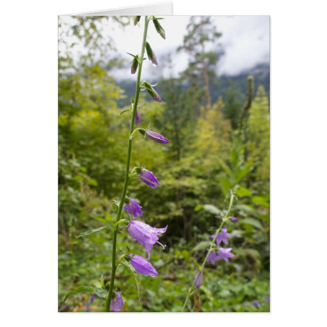 Italienska kort, Borgo Valsugana Hälsningskort (Framsidan)