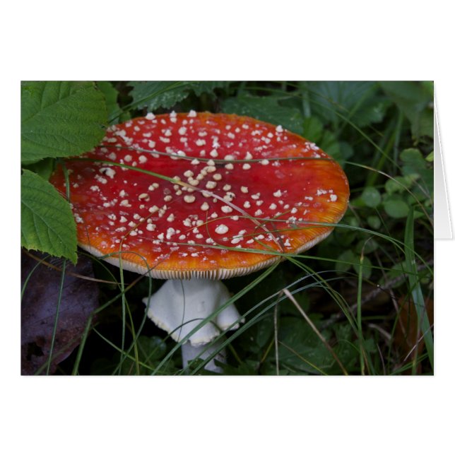 Italienska kort, Borgo Valsugana Hälsningskort (Framsidan Horizontal)