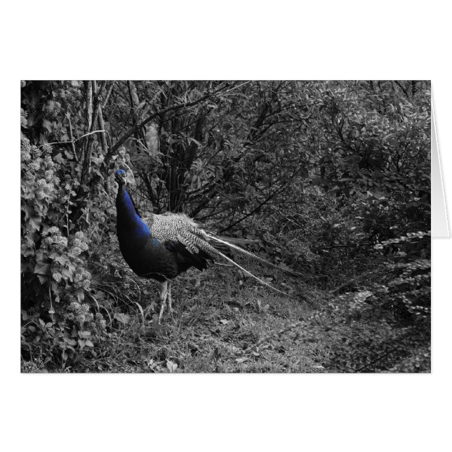 Italienska kort, Trento Hälsningskort (Framsidan Horizontal)