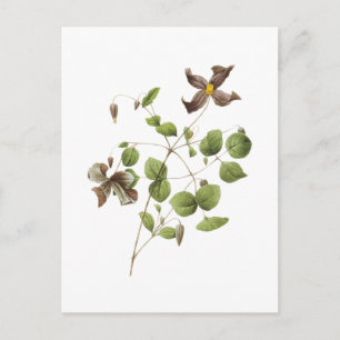 Italienska läderblommor (Clematis) av Redouté Vykort