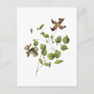 Italienska läderblommor (Clematis) av Redouté Vykort