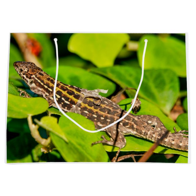 Italienska mullödla (Framsidan)