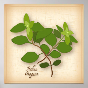 Italienska Oregano Herb Poster
