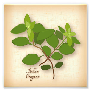 Italienska Oregano Photo Print Fototryck