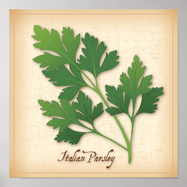 Italienska parsley Herb Poster (Framsidan)
