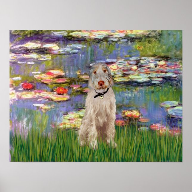 Italienska spinone 12 - Lilies 2 Poster (Framsidan)