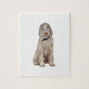 Italienska spinone (A) - Wheaten Pussel
