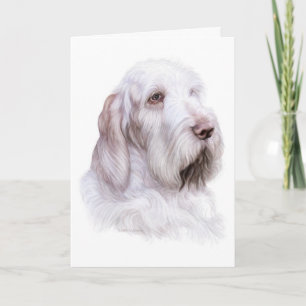 Italienska Spinone Italiano Kort