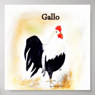 Italienska Tupp Gallo Poster