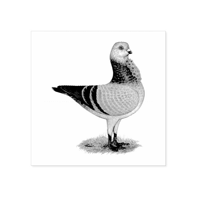 Italienska Uggla Grizzle Pigeon Stämpel (Tryck)