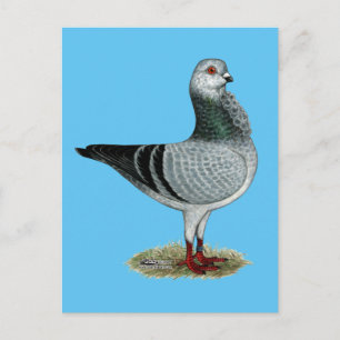 Italienska Uggla Grizzle Pigeon Vykort