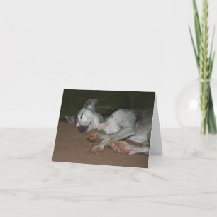 Italienskt greyhound-kort nr 1 kort