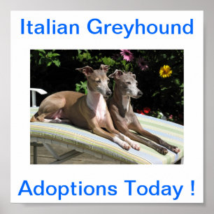 Italienskt tecken för vinthundhundadoptioner i da poster