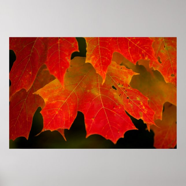 Itasca State Park, höstfärger 2 Poster (Framsidan)