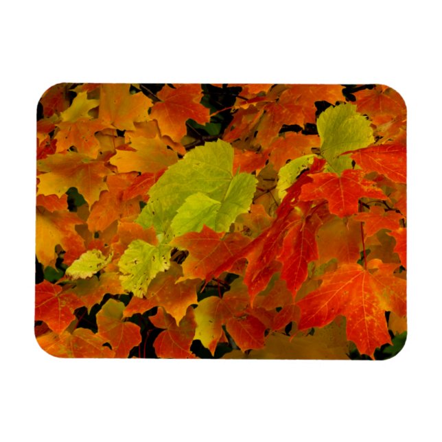 Itasca State Park, höstfärger Magnet (Horisontell)