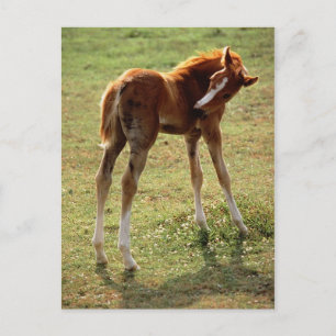 Itchy Foal Vykort