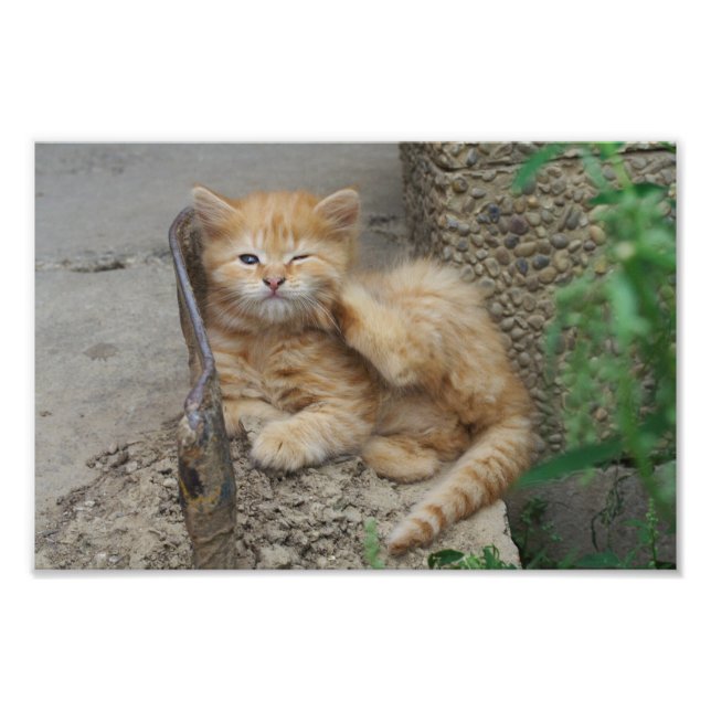 Itchy Fototryck (Framsidan)