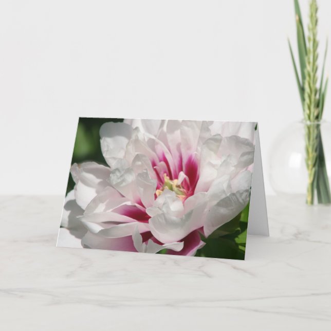 Itoh pion "Cora Louise ", Kort (Framsida)