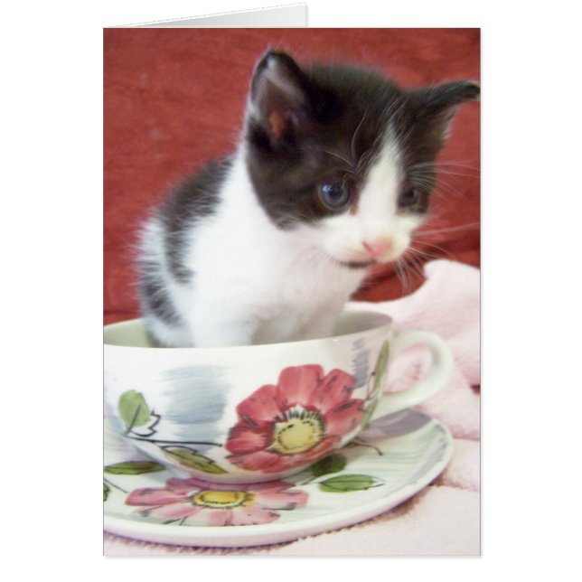 itsy bitsy 4 vecka kattunge hälsningskort (Framsidan)
